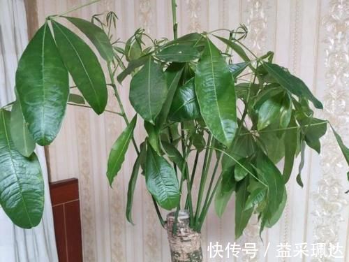 低于5度，6种花一整个冬天不浇水，也能照样活！