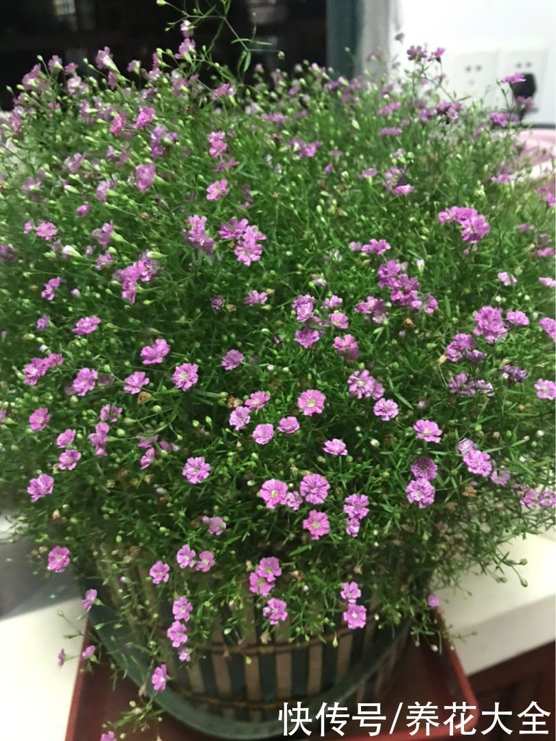 花花|养花要用小花盆,盆越小、挤着养,才能开出漂亮花
