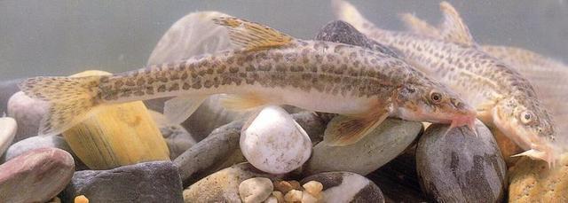 钓到鱼不认识钓友常问的几十种鱼盘点,老钓友都不超过5种