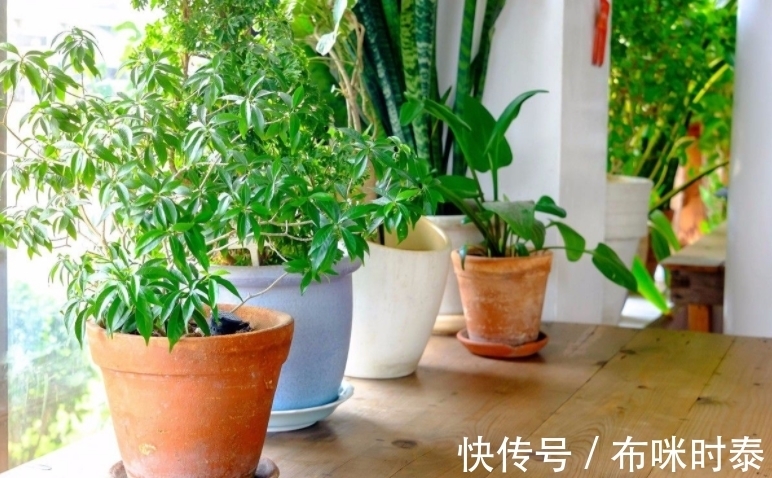 这种粑粑肥拿来养花,养根养叶又催花,关键是怎么用都不烧苗