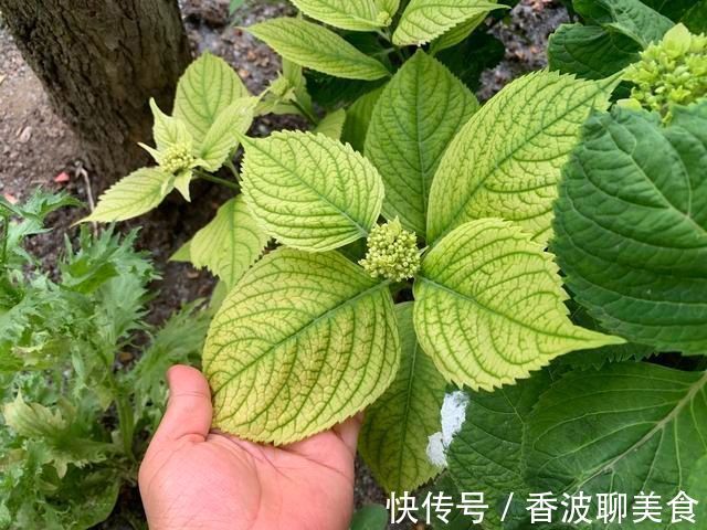 花卉|3种花都是“酸水”喂大的,每月浇点醋,黄叶消失,花满枝
