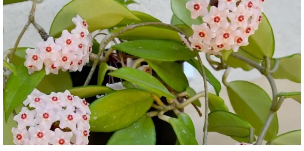 绯花玉绯花玉|这4种花要虐着养，少浇水，开花多又漂亮