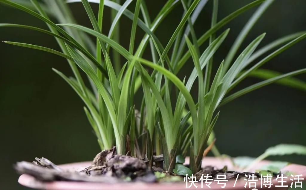 兰花怎么养到爆盆?三点诀窍,知道就很容易了