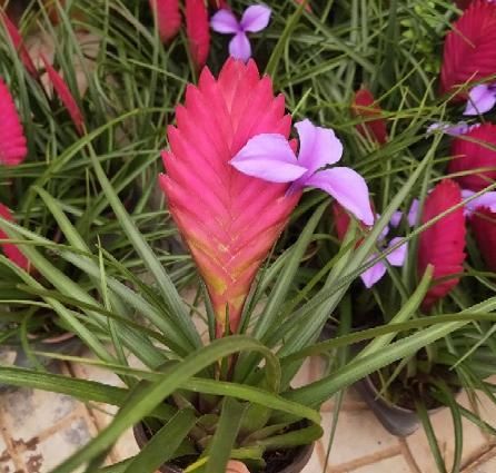 铁兰开花了,紫色花朵太新奇,老妈非说是塑料假花