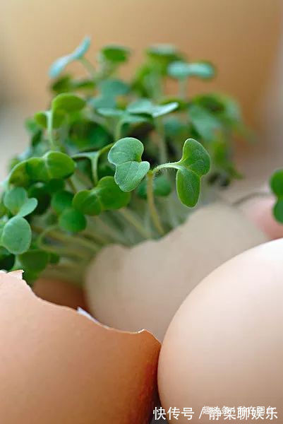 她用废弃的蛋壳“孵出”美丽的多肉植物，实在太迷你可爱了！
