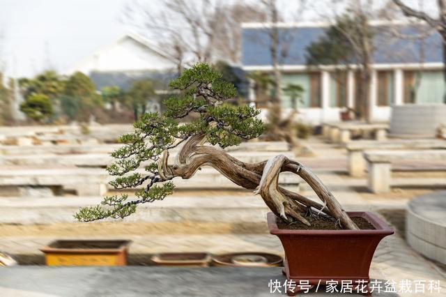 盆栽罗汉松，最吉祥的庭院主景树，可遇不可求