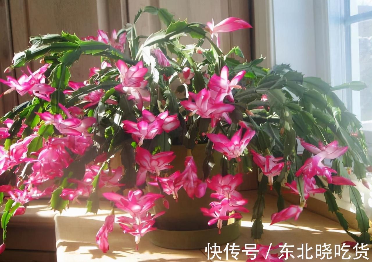 人养花,花亦养人,能促进“睡眠”的9种花,卧室再小也要养