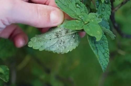 在家自制“杀虫水”，花盆里喷一喷，赶跑小虫子