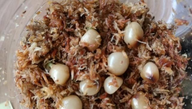 养君子兰用个窍门,不花钱也能种出十盆绿油油、开花多的君子兰