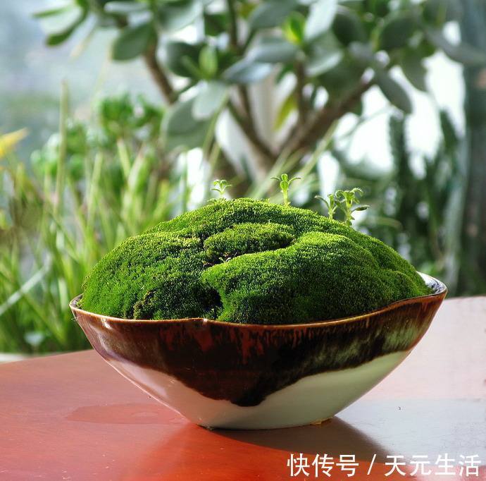 花友|花1分钟“挖青苔”,2周养成“微景观”,花友小盆景!
