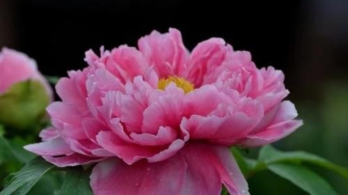 如何养护牡丹花？