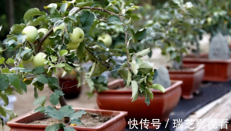 阳台养花过时了，盆栽这2款果树，赏花有果子吃，真令人羡慕