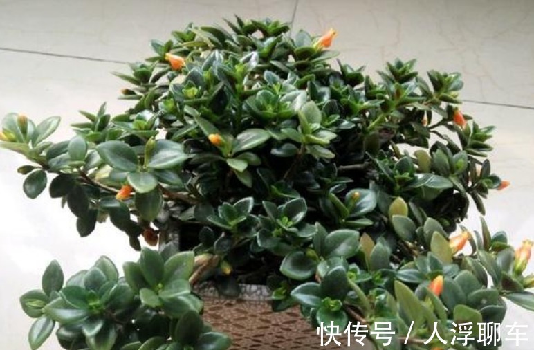 观赏性|新型室内盆栽植物,比绿萝还好养,花叶俱美,三季开花,值得拥有