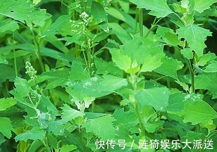 农村|农村以下几种野菜,美容养颜、健脾除湿,还能提高免疫力