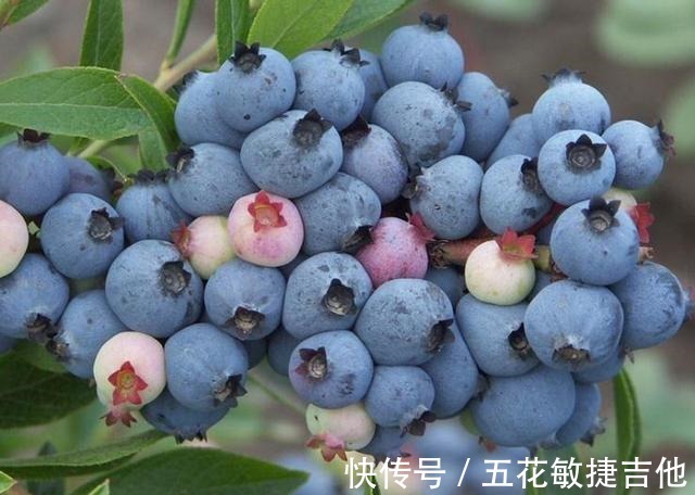 养1盆“耐寒”果树，枝头结满“蓝果子”，年年都能摘鲜甜水果！
