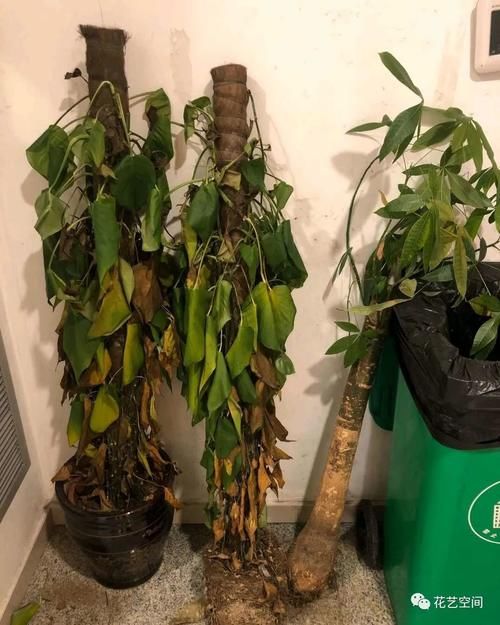 养花全靠“捡”，出门遇见这些东西捡回家，都是养花的宝贝！