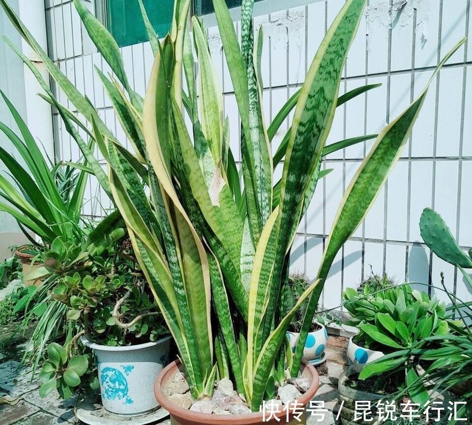 养花人不可不知的知识:盆栽此3款绿植,旺家旺人