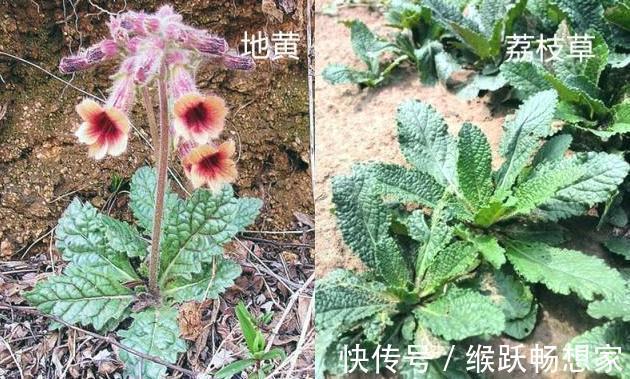 毛妮菜|养生四种“双胞胎”菜傻傻分不清，营养价值极高！现在知道还不晚