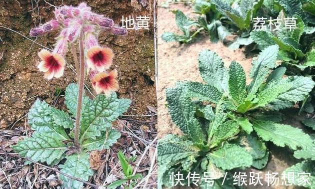 毛妮菜|养生四种“双胞胎”菜傻傻分不清,营养价值极高!现在知道还不晚
