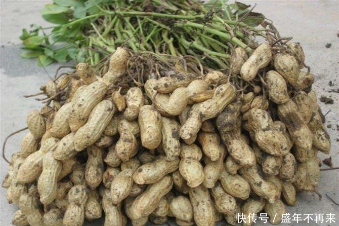 花生虽好，但吃了花生后，别再食用此种食物，要忌口，快告诉家人
