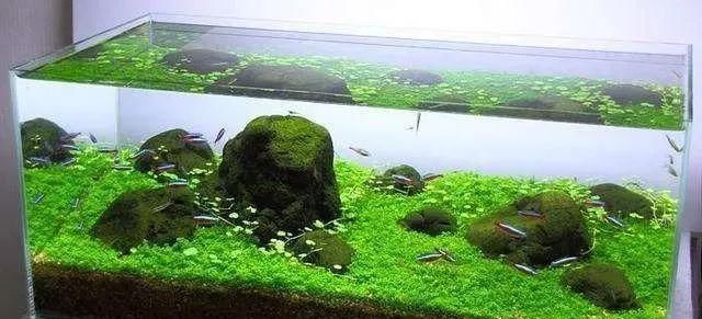 日本矮珍珠和矮珍珠区别 日本矮珍珠和矮珍珠区别
