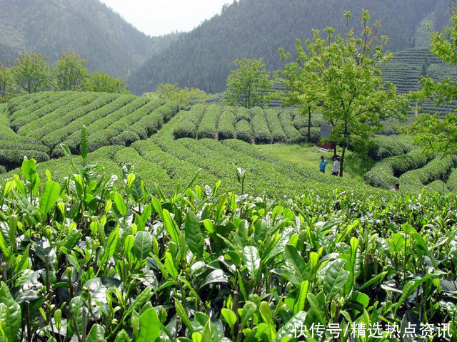 东至开放两条独特茶旅线路