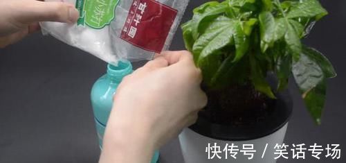 喷壶|不管多难养的花,浇水时加点它,不黄叶还不烂根,比花肥还好用