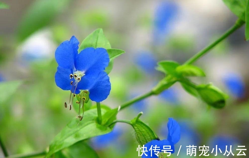 水稻|稻田里的“竹子”,曾是民间极品野菜,请不要错过了,炖肉很美味