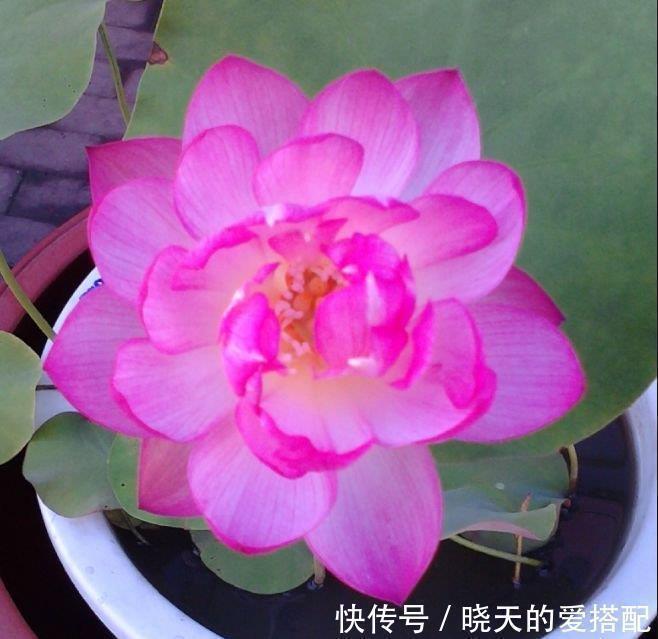 4种花不仅长得漂亮,名字也好听,层层交叠,烂漫迷人眼