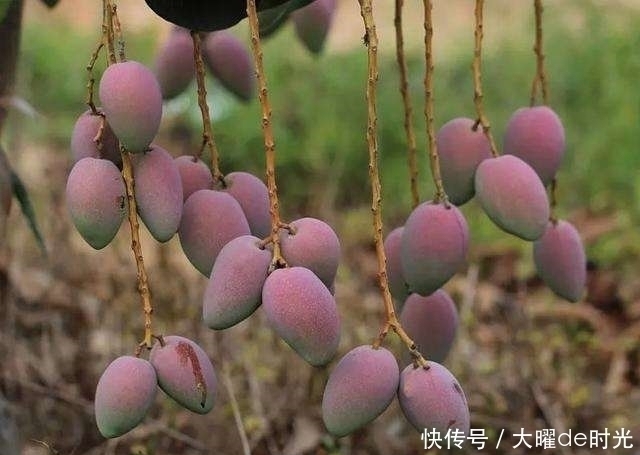 水果|咳嗽痰多别慌每天一个此水果,止咳化痰,还能滋润皮肤