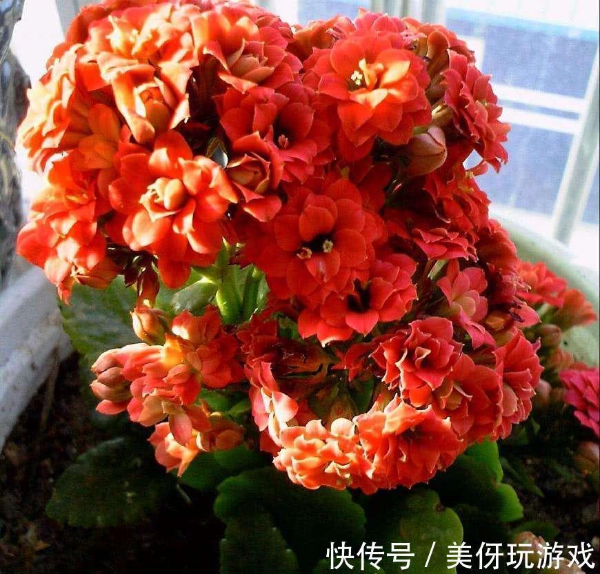 七种“富贵花”,适合冬天养,寓意吉祥又大气,关键还喜庆