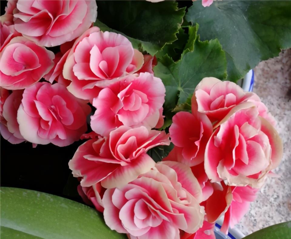 海棠花不开花?搬回室内做好这两点,冬日也能开花