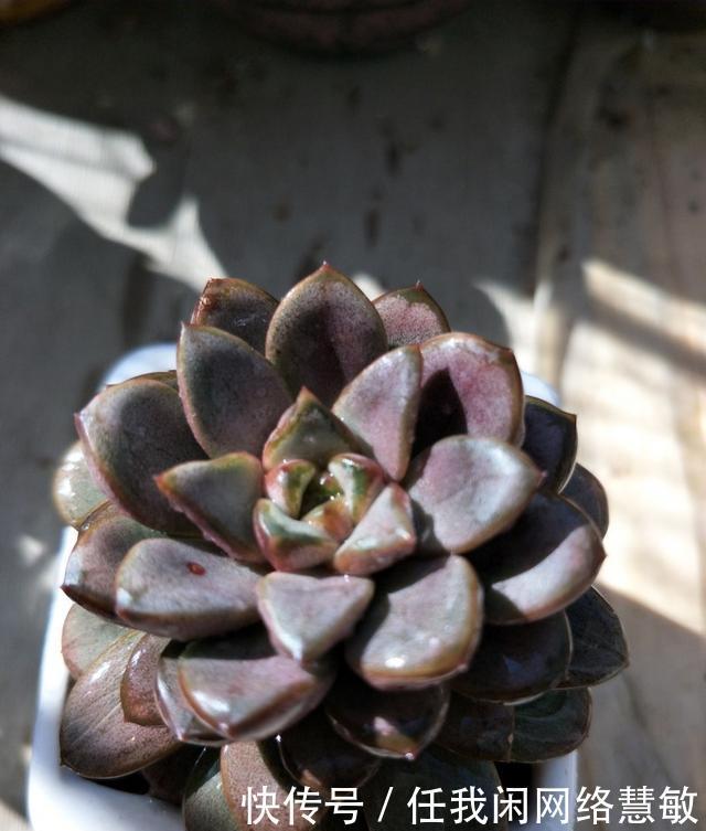 养了三年,多肉终于给点颜色瞧瞧了
