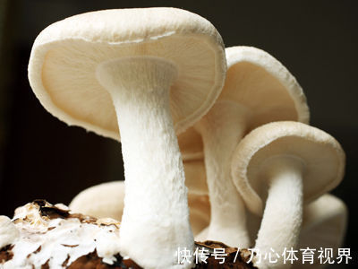 蘑菇|世界上毒性最强的蘑菇,听着就感觉名字很傻气,不过很危险