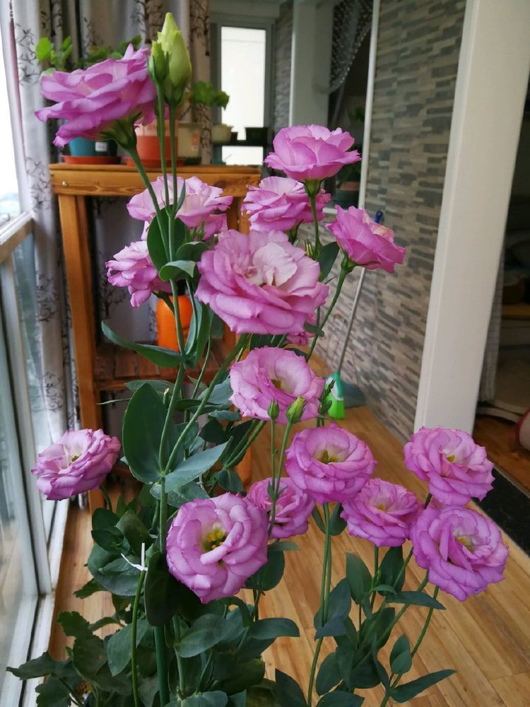 养花,选些好养易爆盆的花朵,个个花开爆满盆,叶绿花美