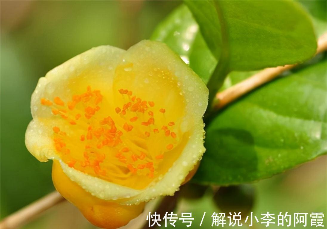 此花真不错,花色金黄,营养丰富,观赏食用两不误,你见过吗