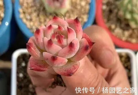 叶片|隐藏在多肉植物当中的5种水果,长得太像了,看着都想咬一口