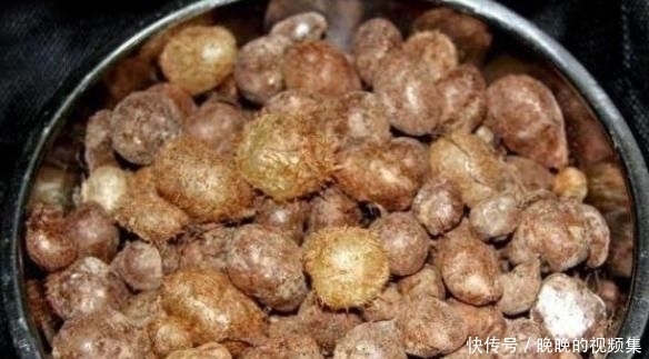 农村|农村的“地鸡蛋”,好吃又解渴,就是样子有点丑,你吃过吗