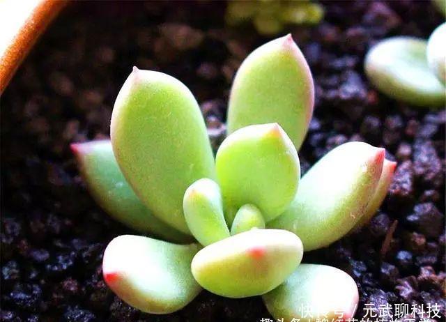 养护|多肉中的“美人系列”,这10种是代表,养护简单颜值高,适合新手