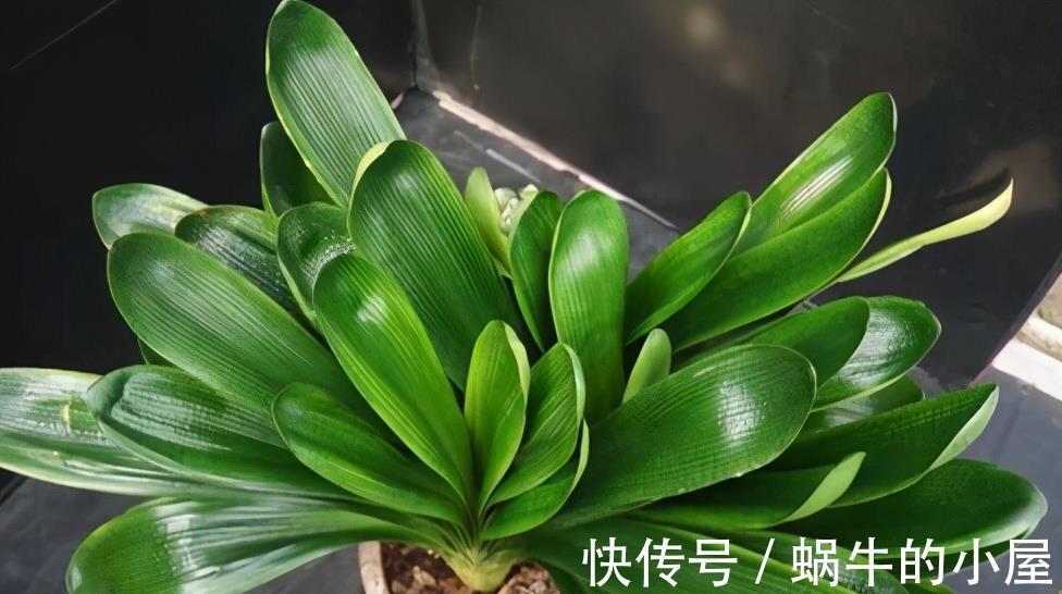 美美哒|夏天的君子兰,懒养才行,做到3个少,叶厚实油绿年年能开花