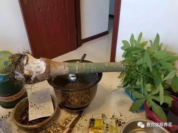 换盆不修根,等于白换,再怎么换也不好使!