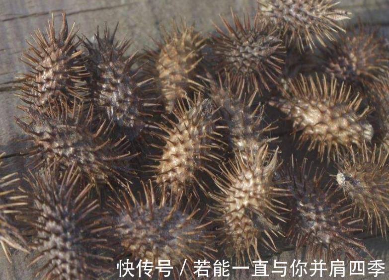 药食兼用|在农村经常被黏上的植物,令人讨厌,却是药食兼用,作用很大