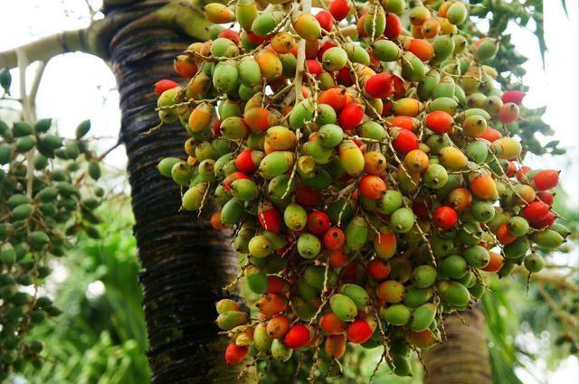 水果|癌细胞或比较钟情于5种水果,自查下,里面有你喜欢吃的吗