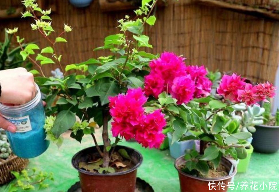 枝条|夏天养4种花，耐热、耐晒，开花多又勤