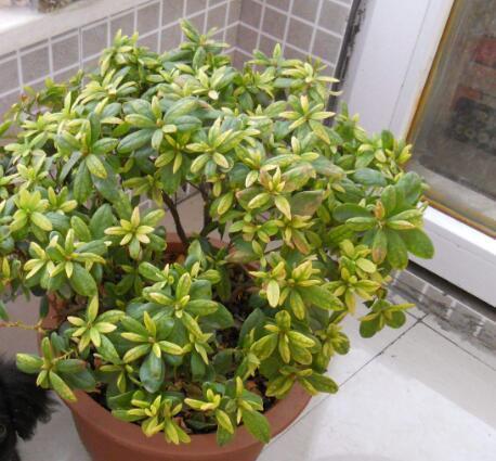 养杜鹃花,记住5点,不掉叶不黑尖,叶绿花多,一次开成大花球!