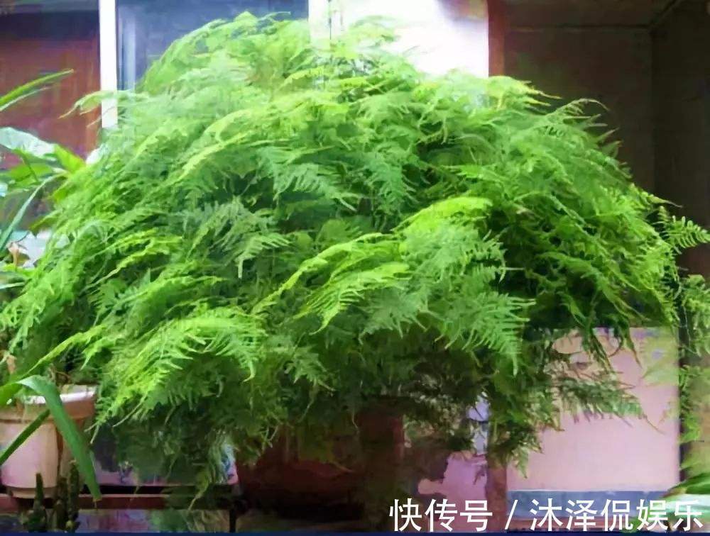 花友|她家的文竹成了精，爬的满屋都是，剪不迭！