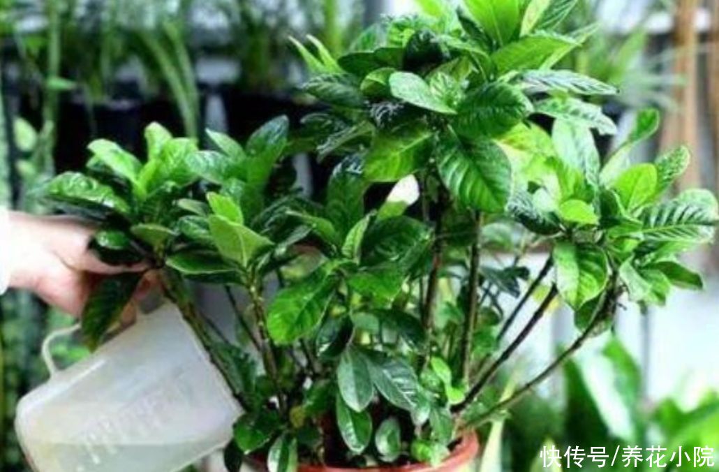 叶子|3种花爱喝“酸水”，1个月浇一次，叶子绿油油的