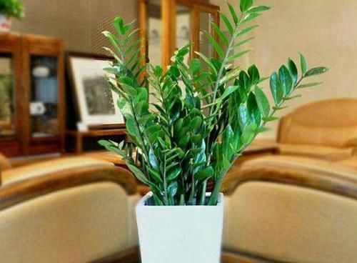 夏天|夏天8种花不用买，掐个叶子就能插活，让你的阳台变花园