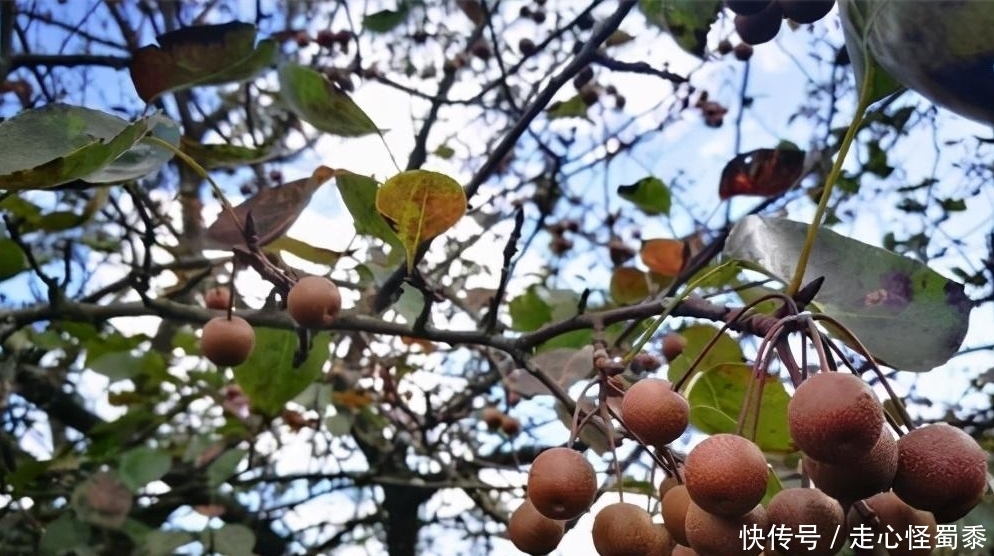 棠梨|山上的这种野果,我们叫它棠梨子,还能做糖葫芦,这种做法好吃