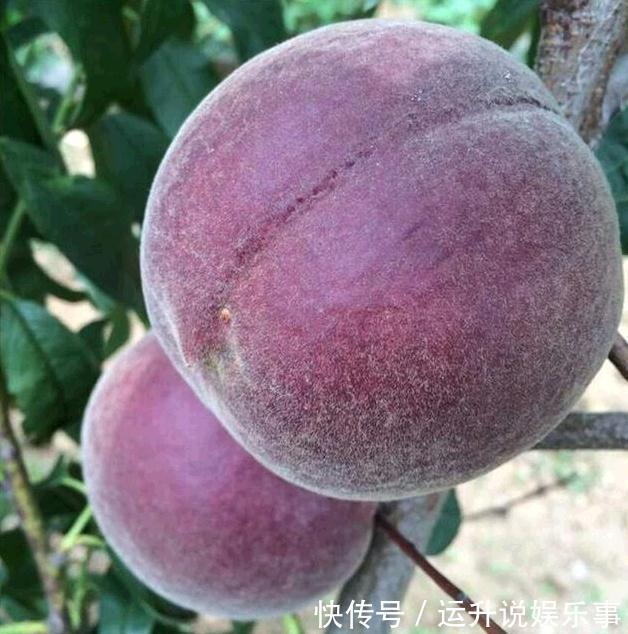 它是“最贵”果树,沾土就活,比苹果好吃10倍,种一盆来年吃不完